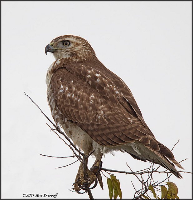_1SB0630 red-tailed hawk.jpg